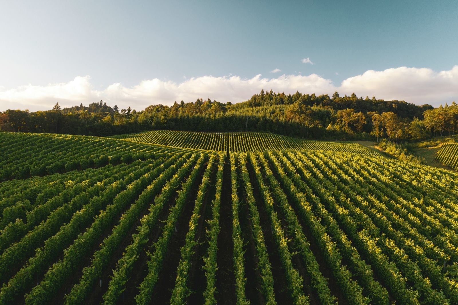 Rows of crops on rolling farmland under a clear sky